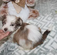 Spicey, a male Havanese for sale in Thayer, KS – 1 of 7