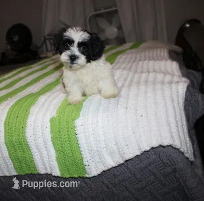 I'm a havashu ! Dozer havanese shih-tzu   – Havanese, Shih Tzu puppy for sale in Thayer, KS