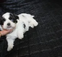 Binki purebred shih tzu Small , a female Shih Tzu for sale in Thayer, KS – 5 of 6