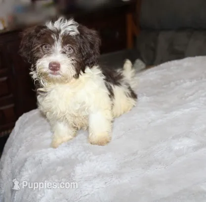 Caramel Chocolate  – Havanese puppy for sale in Thayer, KS