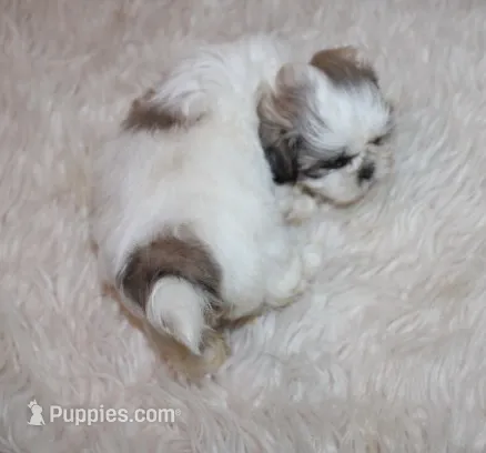 Small akc purebred  Trinket – Shih Tzu puppy for sale in Thayer, KS