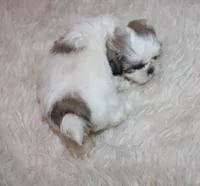 Small akc purebred  Trinket, a female Shih Tzu for sale in Thayer, KS – 1 of 9