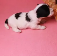 Daffodil  havashu   havanese/shih tzu  small, a female Havanese and Shih Tzu for sale in Thayer, KS – 9 of 10