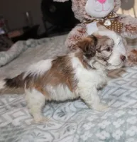 Spicey, a male Havanese for sale in Thayer, KS – 4 of 7