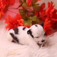 Dunkin   havashu~ Pending, a male Havanese for sale in Thayer, KS – 4 of 10