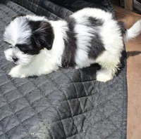 I'm a havashu ! Dozer havanese shih-tzu  , a male Havanese and Shih Tzu for sale in Thayer, KS – 4 of 10