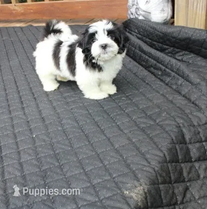 Buttercup  havashu havanese/shihtzu – Havanese, Shih Tzu puppy for sale in Thayer, KS