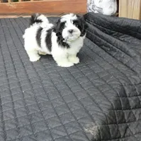 Buttercup is a small   havashu havanese shihtzu, a female Havanese and Shih Tzu for sale in Thayer, KS – 1 of 10