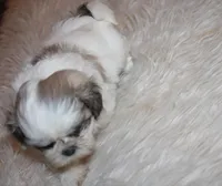 Small akc purebred  Trinket, a female Shih Tzu for sale in Thayer, KS – 6 of 9