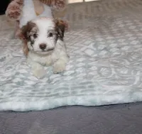Spicey, a male Havanese for sale in Thayer, KS – 2 of 7
