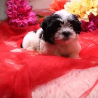 Buttercup  havashu havanese/shihtzu, a female Havanese and Shih Tzu for sale in Thayer, KS – 9 of 10
