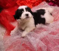 Diesel    havashu, a male Havanese and Shih Tzu for sale in Thayer, KS – 2 of 10