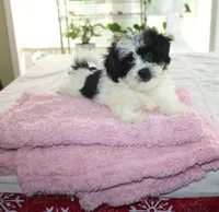 Small Magnoli  havashu  2.5  havanese shihtzu mix, a female Havanese and Shih Tzu for sale in Thayer, KS – 4 of 10