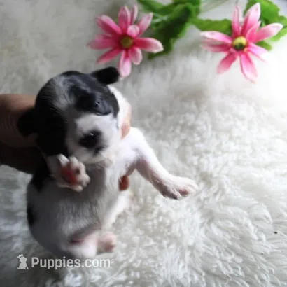 Buttercup  havashu havanese/shihtzu – Havanese, Shih Tzu puppy for sale in Thayer, KS