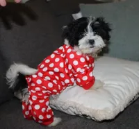 Havashu   Daffodil, a female Shih Tzu for sale in Thayer, KS – 4 of 9