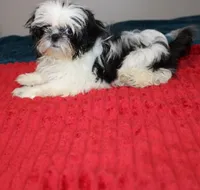 Tiny Girl AKC , a female Shih Tzu for sale in Thayer, KS – 4 of 9