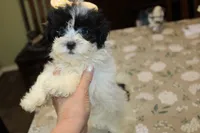Miss Tulip Havashu SoSweet!, a female Havanese and Shih Tzu for sale in Thayer, KS – 3 of 9