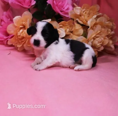 Magnolia  havashu  havanese/shihtzu – Havanese, Shih Tzu puppy for sale in Thayer, KS