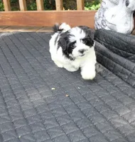 Buttercup is a small   havashu havanese shihtzu, a female Havanese and Shih Tzu for sale in Thayer, KS – 3 of 10