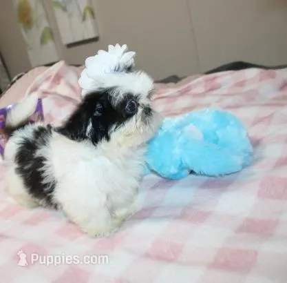 Small akc purebred  – Shih Tzu puppy for sale in Thayer, KS