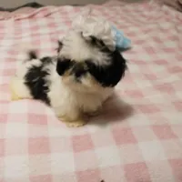 Small akc purebred , a female Shih Tzu for sale in Thayer, KS – 2 of 4
