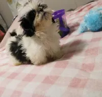 Small akc purebred , a female Shih Tzu for sale in Thayer, KS – 4 of 4