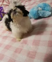Small akc purebred , a female Shih Tzu for sale in Thayer, KS – 3 of 4
