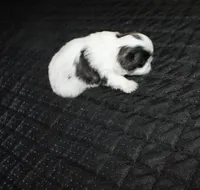 Binki purebred shih tzu Small , a female Shih Tzu for sale in Thayer, KS – 6 of 6