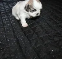 Minnie , a female Shih Tzu for sale in Thayer, KS – 1 of 5