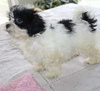 Small  havashu   Dafodill   shih tzu - havanese  , a female Havanese and Shih Tzu for sale in Thayer, KS – 3 of 10