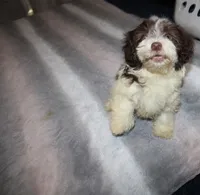 Caramel akc Chocolate puppy, a male Havanese for sale in Thayer, KS – 1 of 9