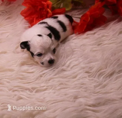 Dunkin   havashu – Havanese puppy for sale in Thayer, KS