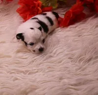 Dunkin   havashu~ Pending, a male Havanese for sale in Thayer, KS – 1 of 10