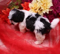 Magnolia  havashu  havanese/shihtzu, a female Havanese and Shih Tzu for sale in Thayer, KS – 4 of 10