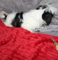 Tiny Girl AKC , a female Shih Tzu for sale in Thayer, KS – 6 of 9