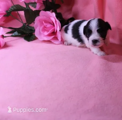 Buttercup  havashu havanese/shihtzu – Havanese, Shih Tzu puppy for sale in Thayer, KS
