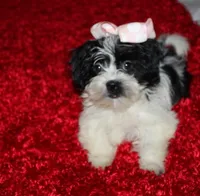 Havashu  Small  girl   Magnolia , a female Havanese for sale in Thayer, KS – 10 of 10