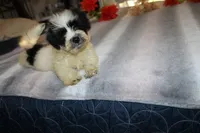 Cider M., a male Havanese for sale in Thayer, KS – 6 of 9