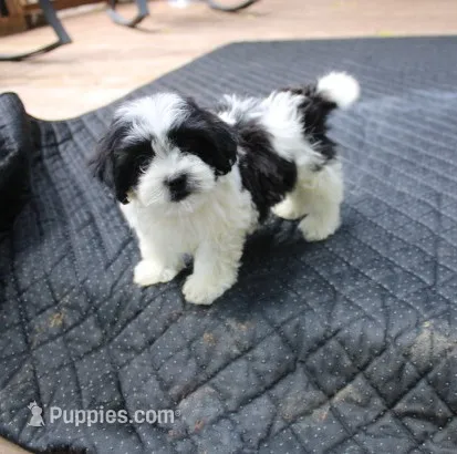 Magnolia  havashu  havanese/shihtzu – Havanese, Shih Tzu puppy for sale in Thayer, KS