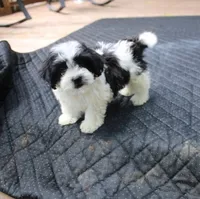 Magnolia is a  havashu !  havanese shihtzu mix, a female Havanese and Shih Tzu for sale in Thayer, KS – 1 of 10