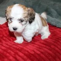 Havashu  Shih tzu - Havanese  Pending, a male Havanese and Shih Tzu for sale in Thayer, KS – 3 of 8