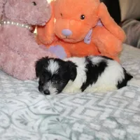 Breezy, a female Havanese for sale in Thayer, KS – 6 of 10