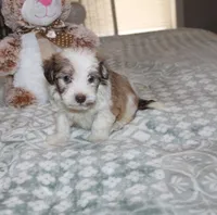 Spicey, a male Havanese for sale in Thayer, KS – 6 of 7