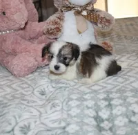 Cozy, a female Havanese for sale in Thayer, KS – 7 of 9
