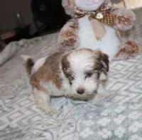 Spicey, a male Havanese for sale in Thayer, KS – 5 of 7