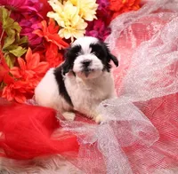 Dozer havanese shih-tzu  , a male Havanese and Shih Tzu for sale in Thayer, KS – 6 of 10