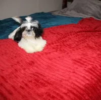 Tiny Girl AKC , a female Shih Tzu for sale in Thayer, KS – 7 of 9