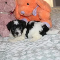 Breezy, a female Havanese for sale in Thayer, KS – 3 of 10