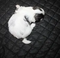 Binki purebred shih tzu Small , a female Shih Tzu for sale in Thayer, KS – 3 of 6
