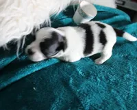 havanese shih-tzu  Dozer, a male Havanese and Shih Tzu for sale in Thayer, KS – 5 of 8
